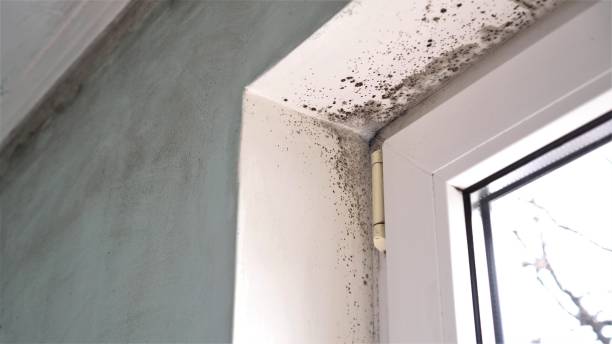 Certified Mold Removal in Ione, CA