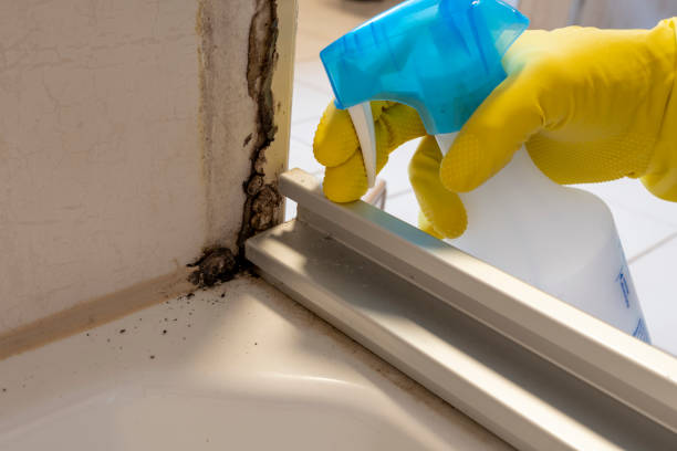 Best Certified Mold Removal  in Ione, CA