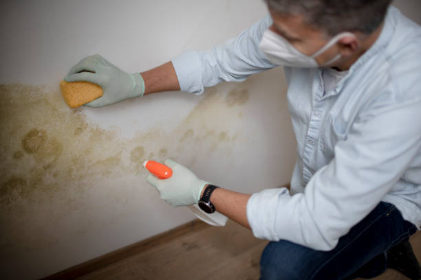 Best Mold Cleaning Services  in Ione, CA