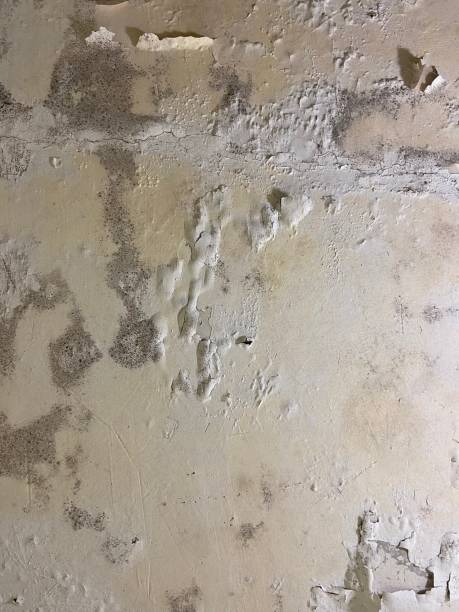 Best Same-Day Mold Removal  in Ione, CA