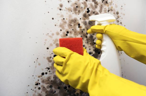 Best Home Mold Removal  in Ione, CA