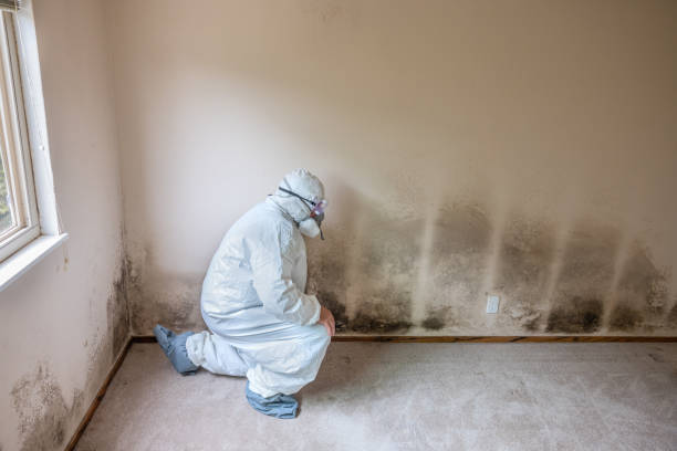 Trusted Ione, CA Mold Removal Experts